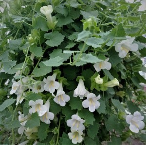 IMG_20220820_083902 — копия_300x300